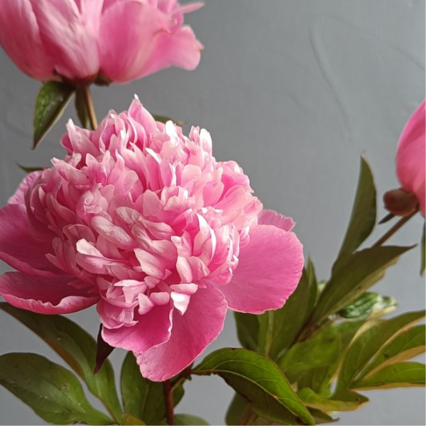 Cuisine Locavore - Restaurant Asiatique Mouchard - Restaurant Japonais Mouchard - Restaurant Le Comptoir Kokagué - bio - meilleur restaurant MOUCHARD